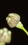 Arkansas bedstraw